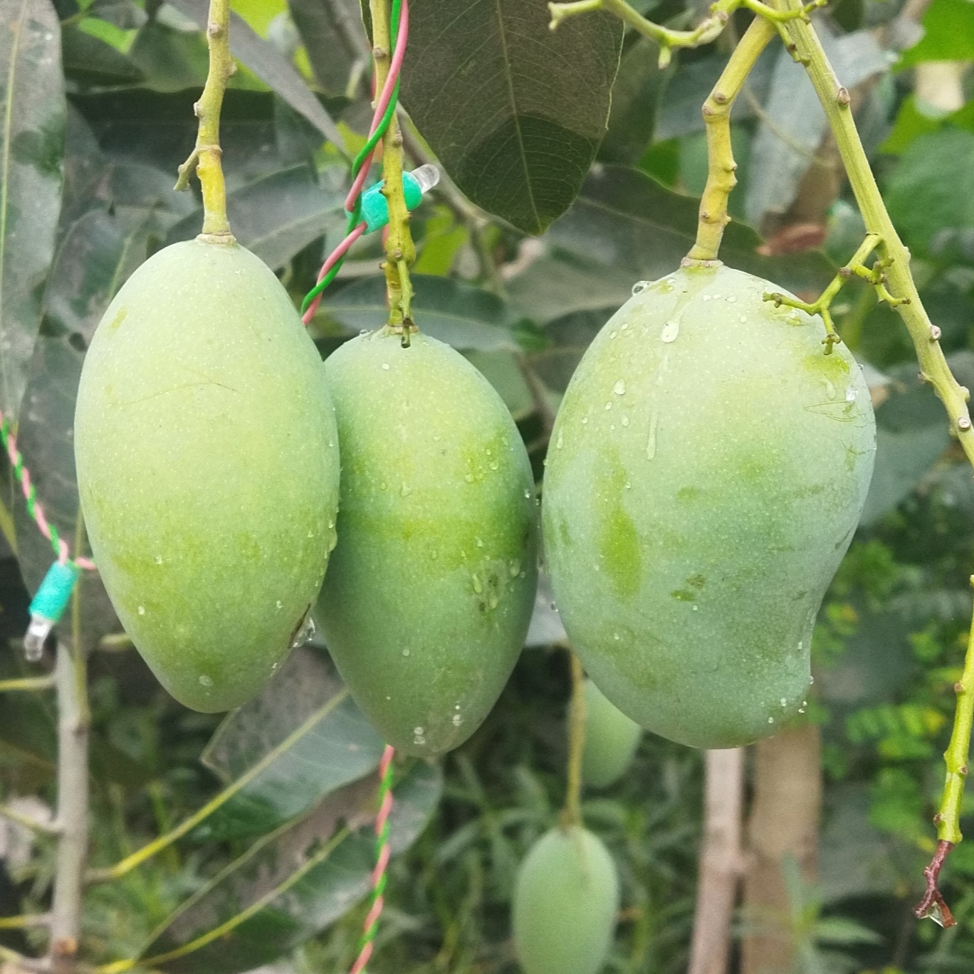 আম্রপালি (৪৪ কেজি)