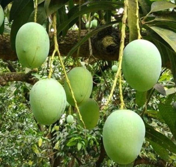 ল্যাংড়া আম (৪৪ কেজি)