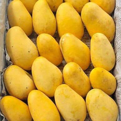 কাটিমন আম (11 kgs)