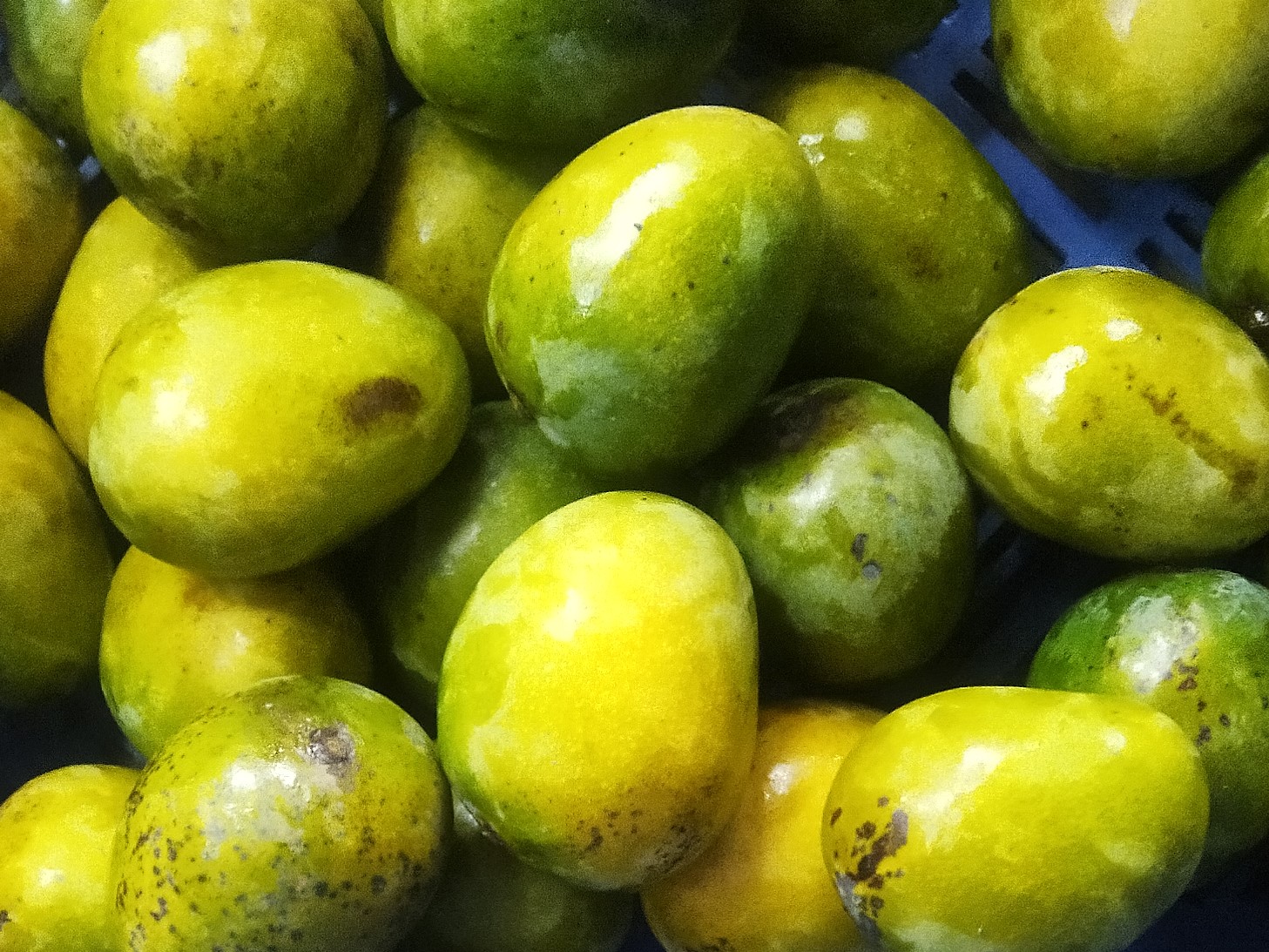 খিরসাপাত (11 kg)